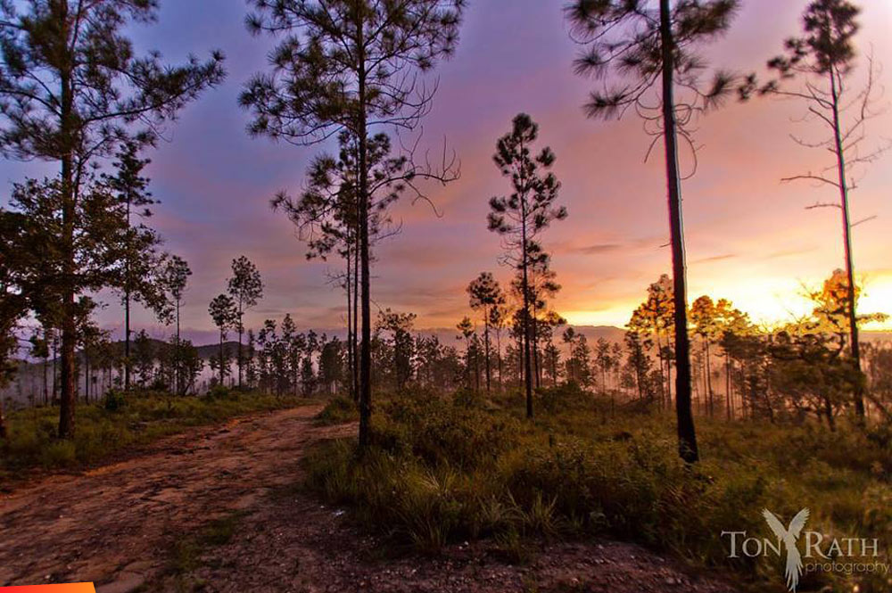 Sunrise over pine ridge